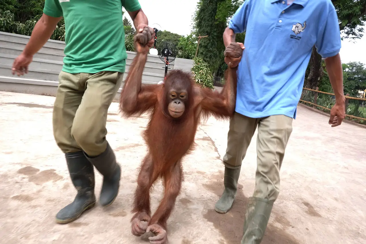Solo Safari Resmi Dibuka