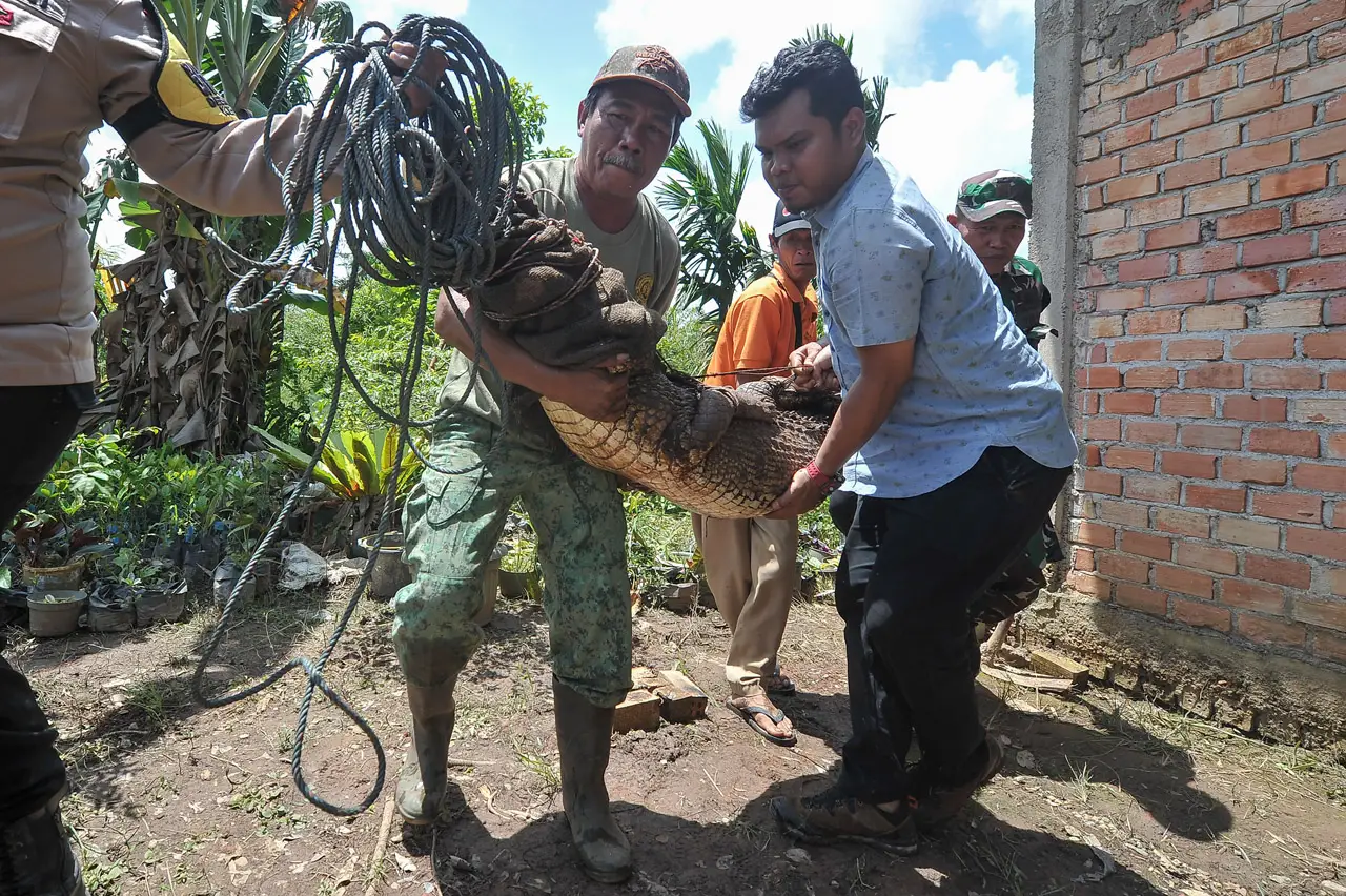 Evakuasi Buaya Muara...