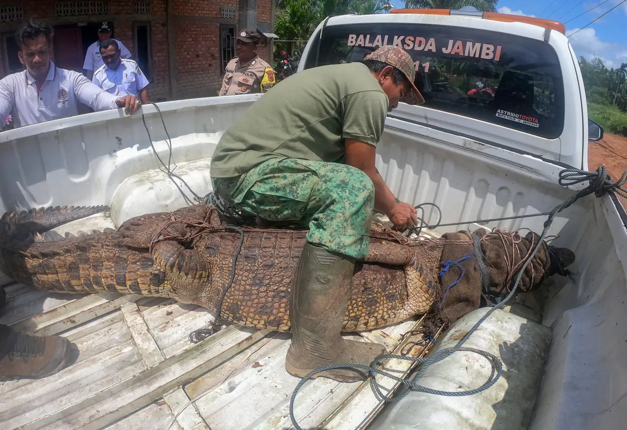 Evakuasi Buaya Muara...