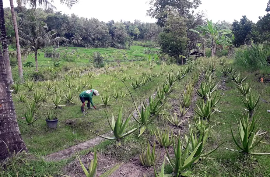 Melihat dari Dekat Budidaya...