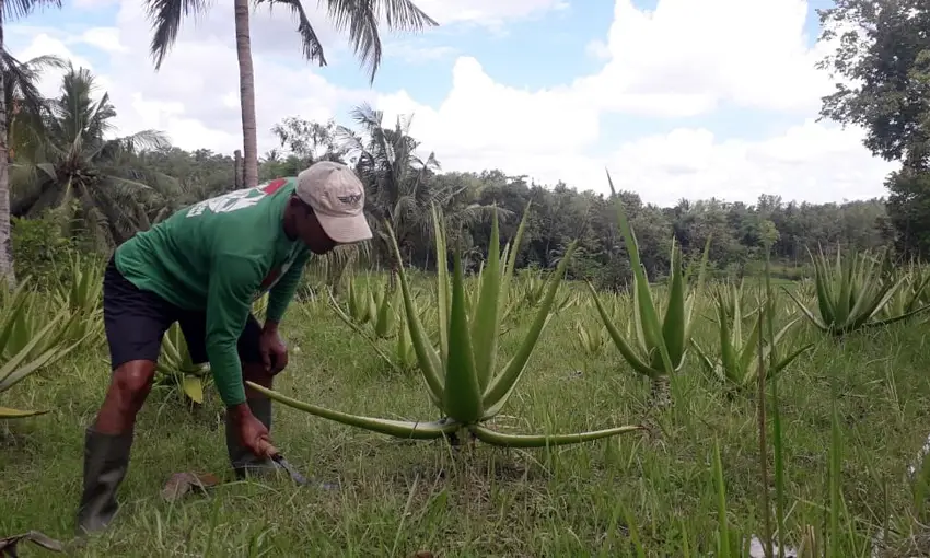 Melihat dari Dekat Budidaya...