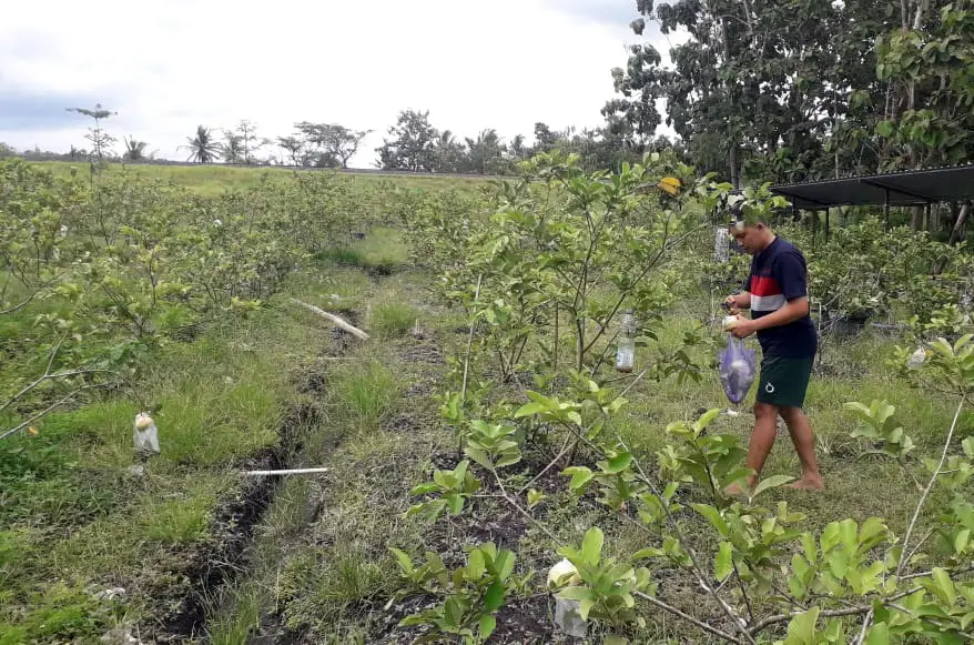 Potret Petani Milenial,...