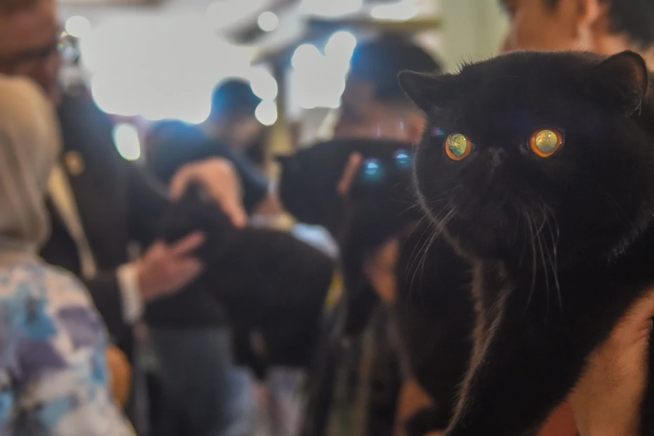 Aksi Kucing Nusantara...
