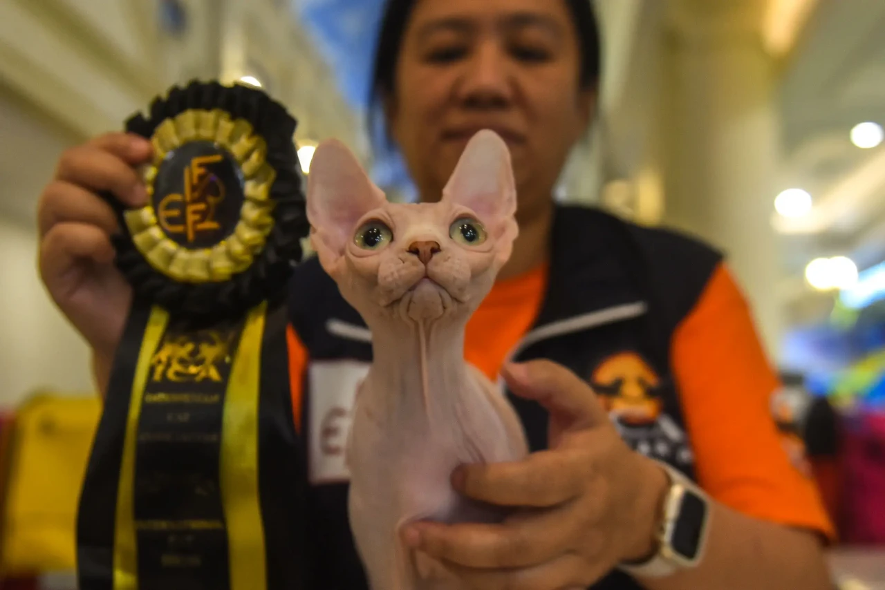 Aksi Kucing Nusantara...