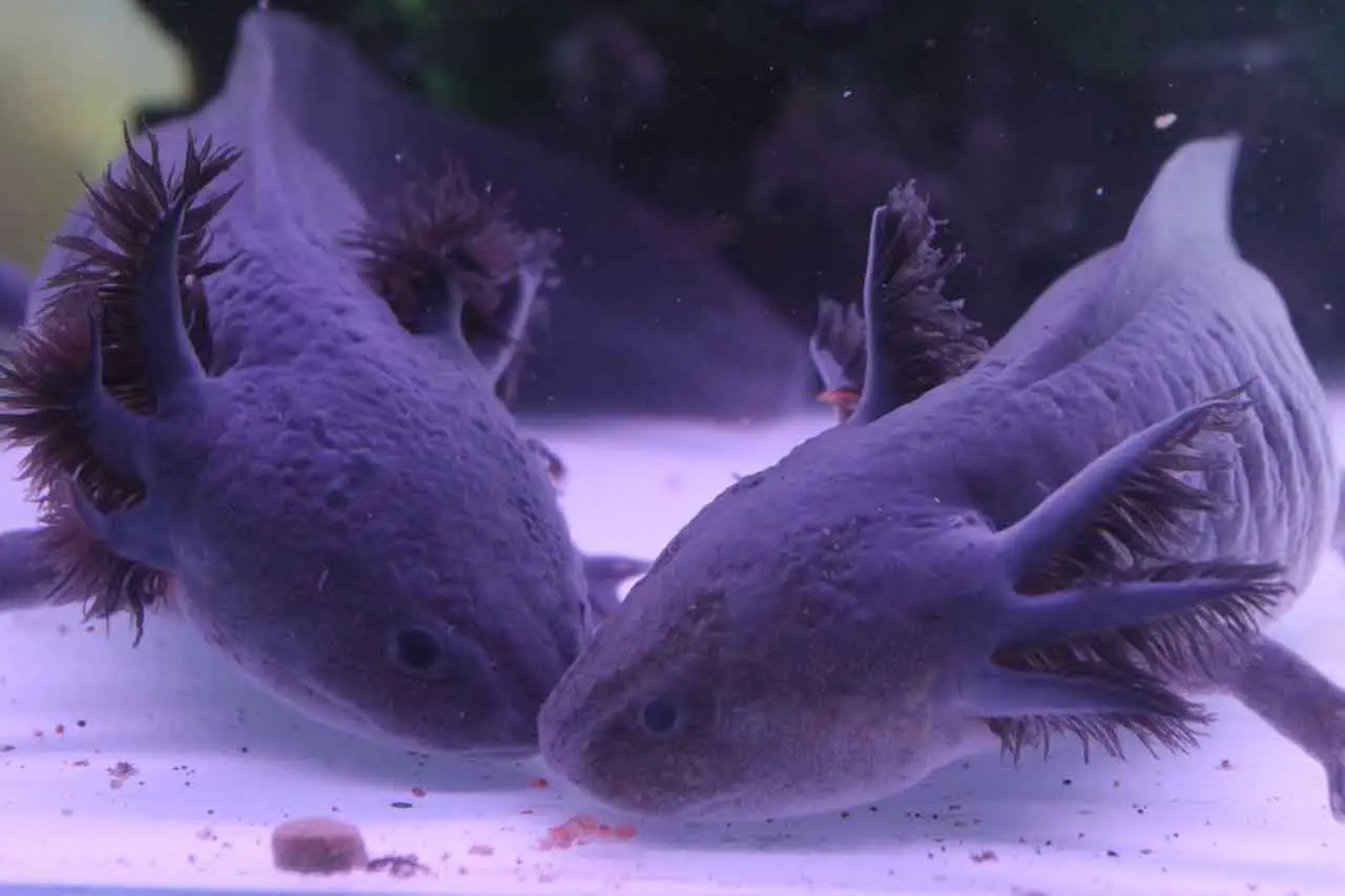 Peternak Ini Jual Salamander...