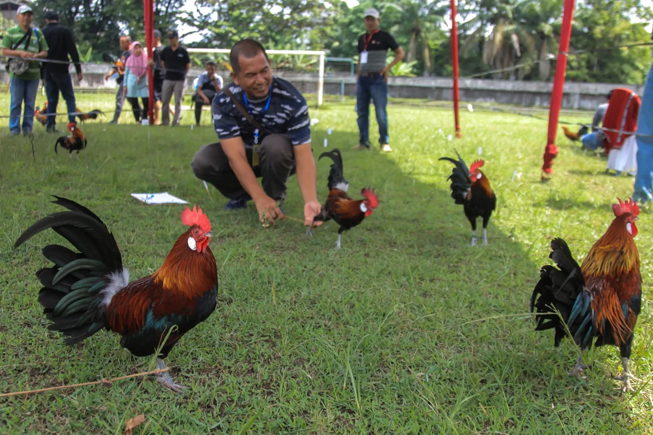 Aksi Ayam, Kucing, dan...