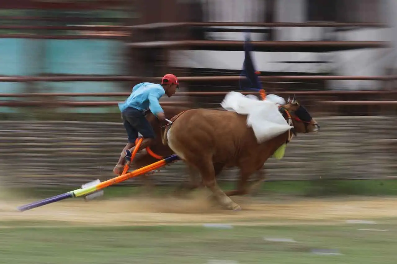 Latihan Karapan Sapi...