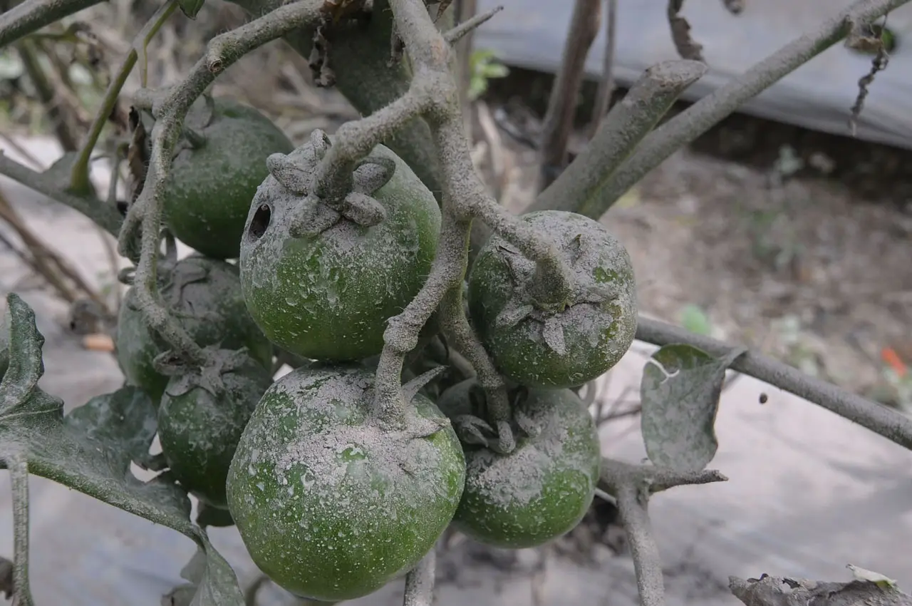 Petani Lereng Merapi...