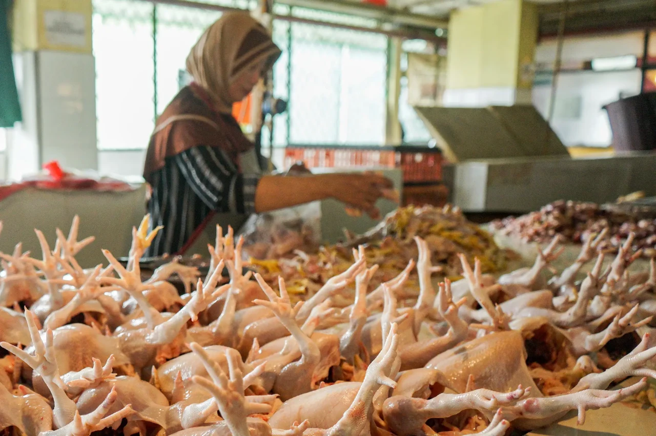 Harga Daging Ayam Tembus...