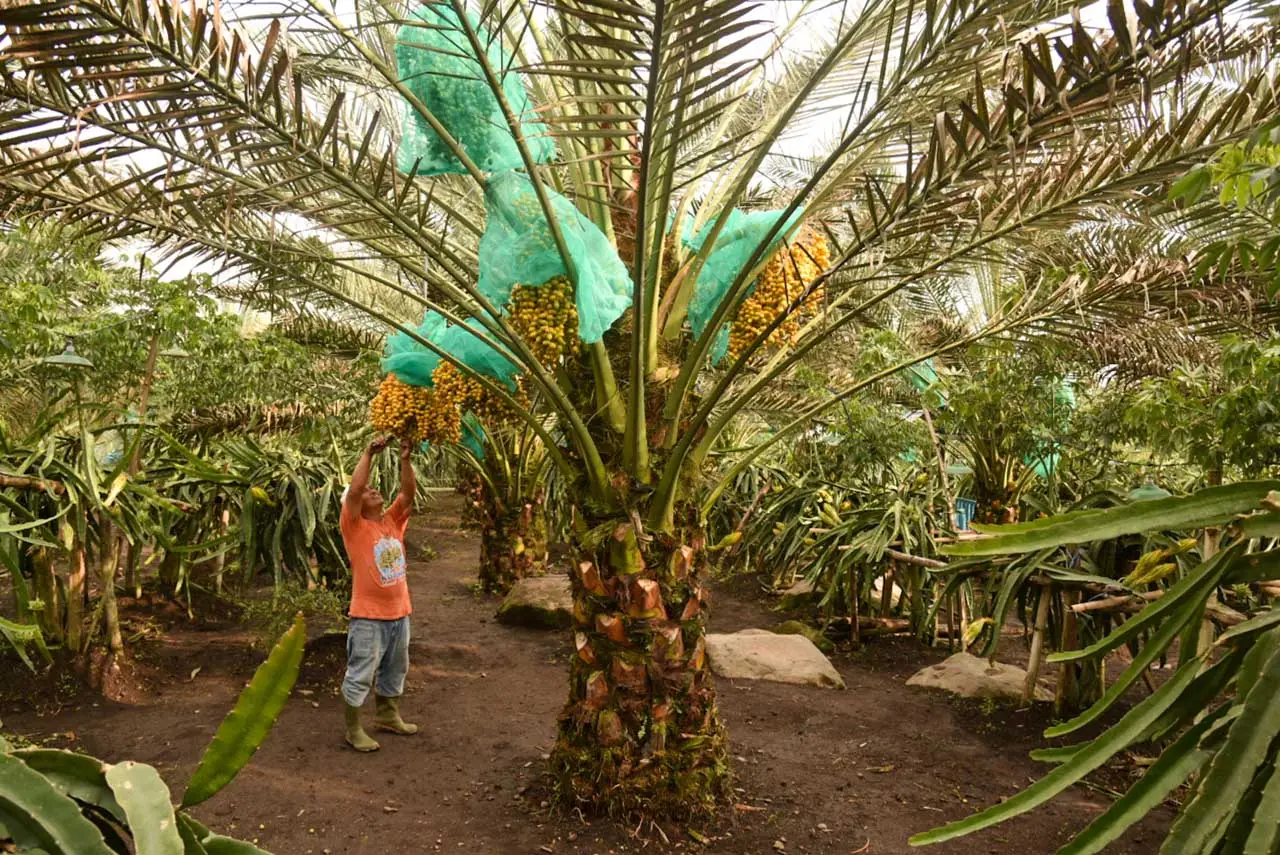 Mengunjungi Kebun Kurma...
