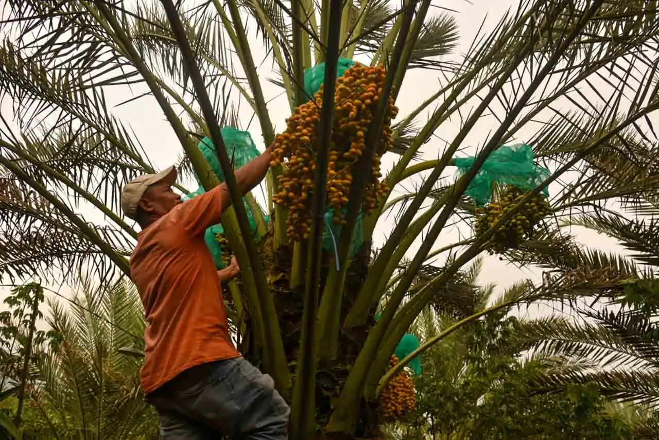 Mengunjungi Kebun Kurma...