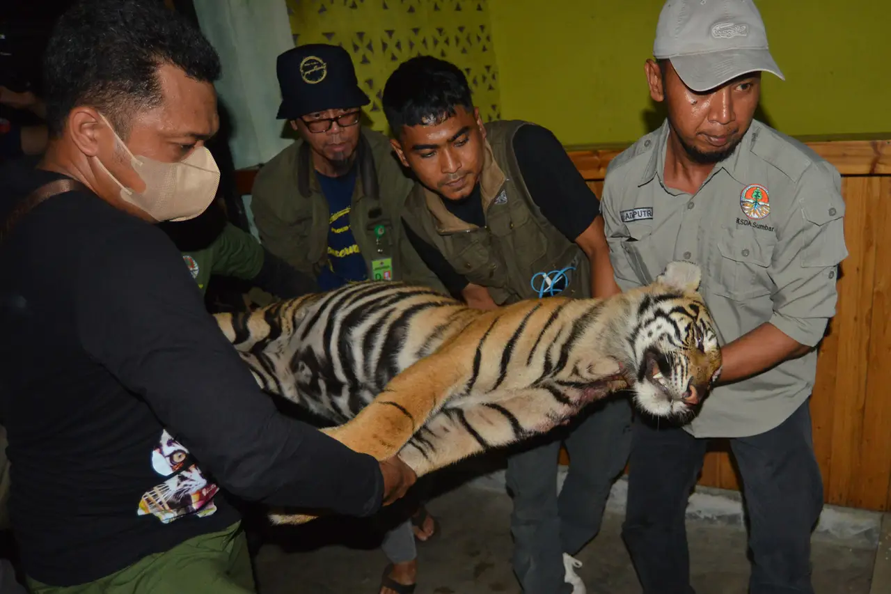 Kasihan, Harimau Sumatera...