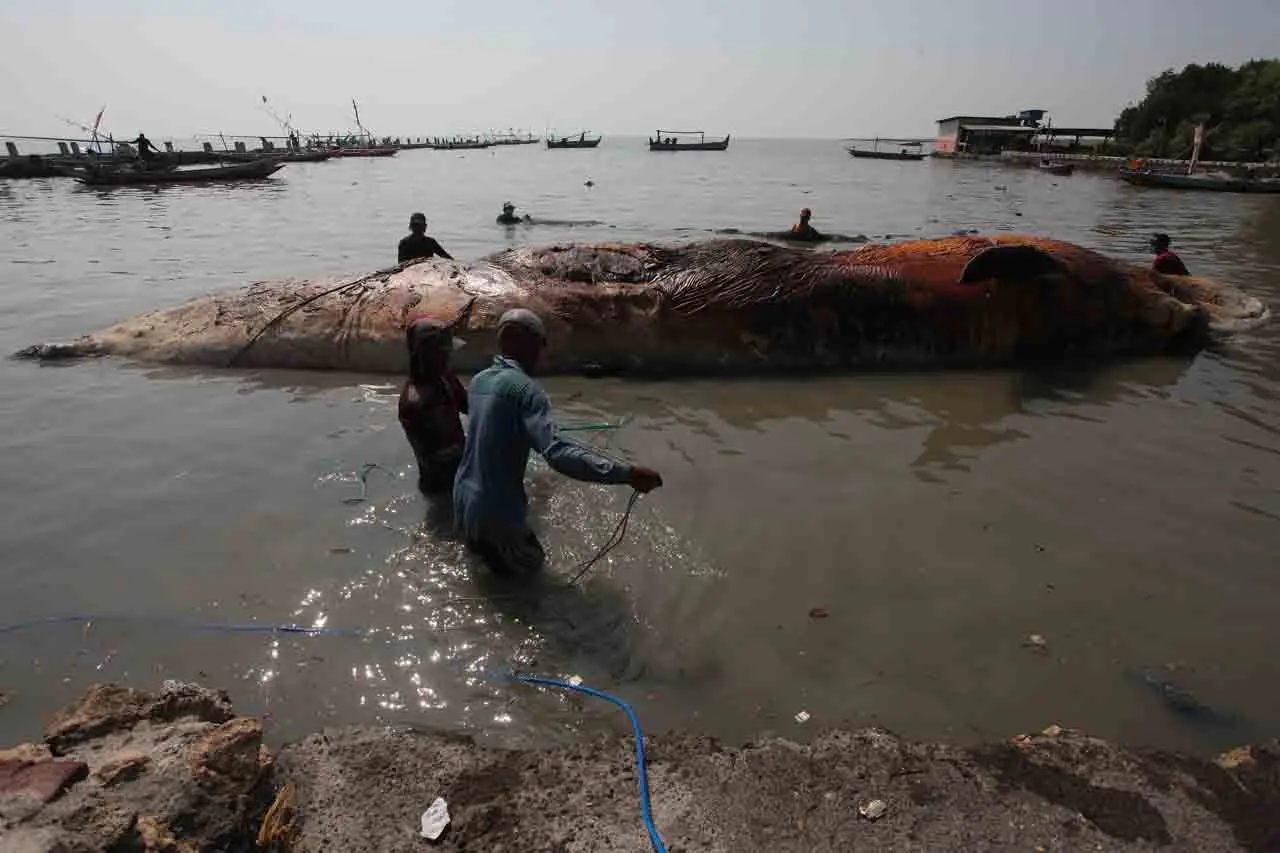 Evakuasi Bangkai Ikan...