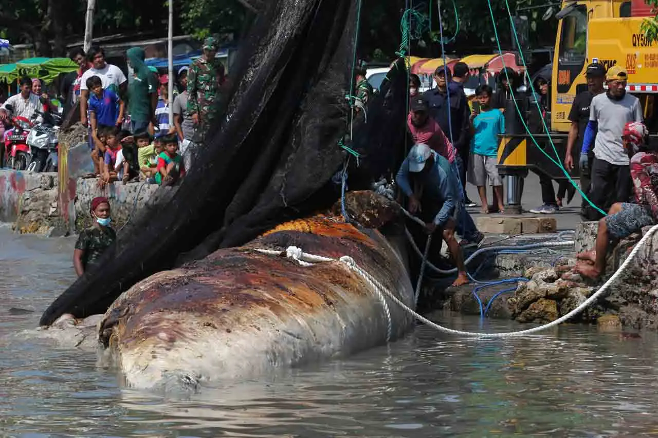 Evakuasi Bangkai Ikan...