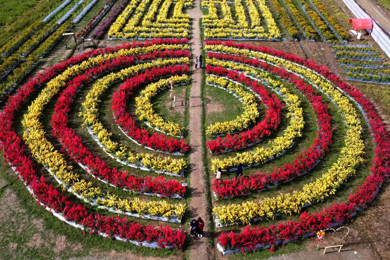 Wisata Bunga Celosia...