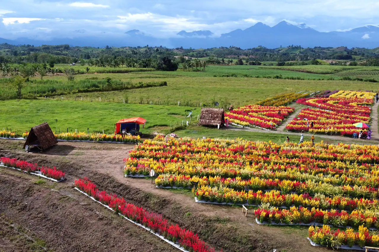 Wisata Bunga Celosia...