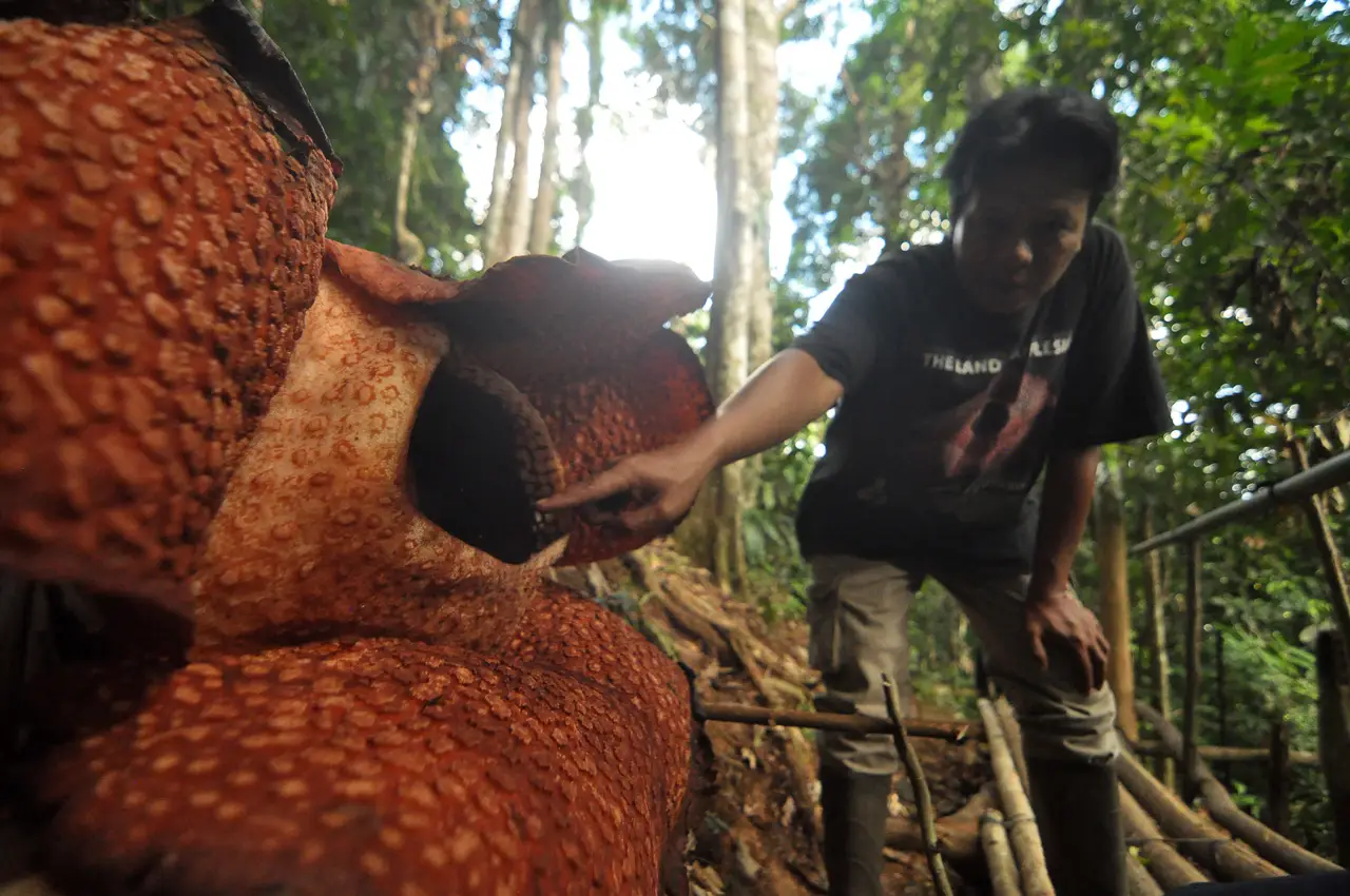 Cantiknya Rafflesia...