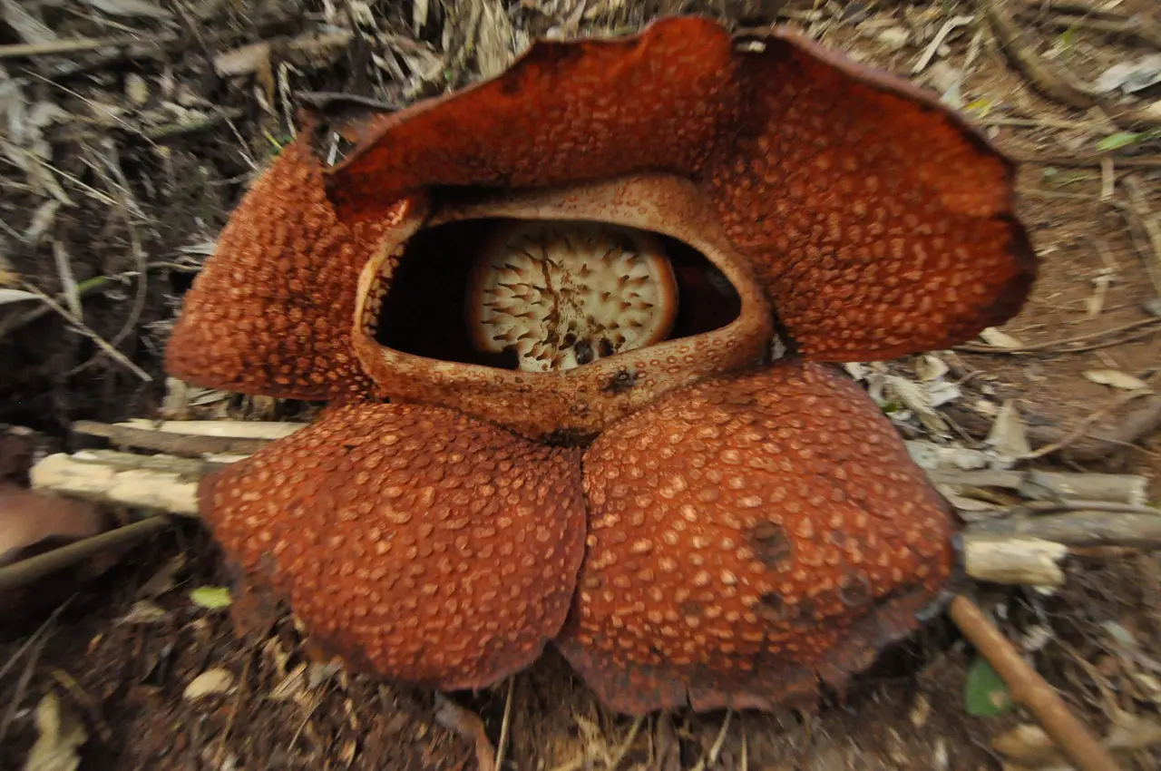 Cantiknya Rafflesia...