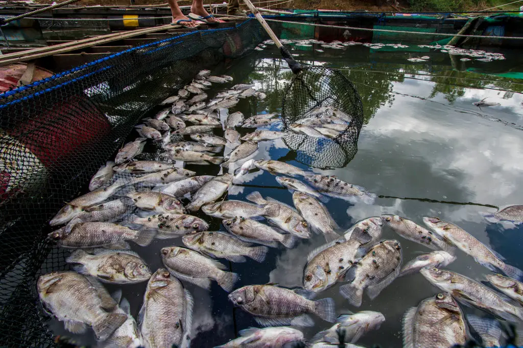 Belasan Ton Ikan Mati...