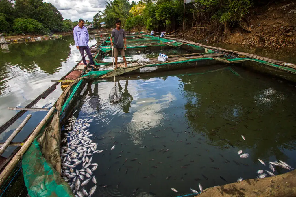 Belasan Ton Ikan Mati...