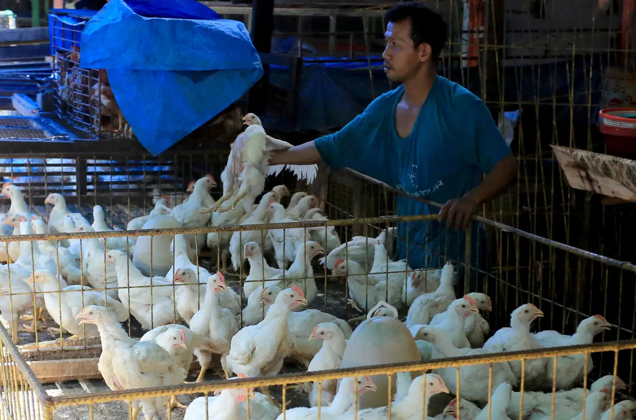 Harga Ayam Potong di...