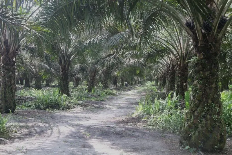 Menyambangi Perkebunan...