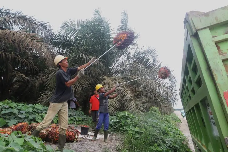 Menyambangi Perkebunan...