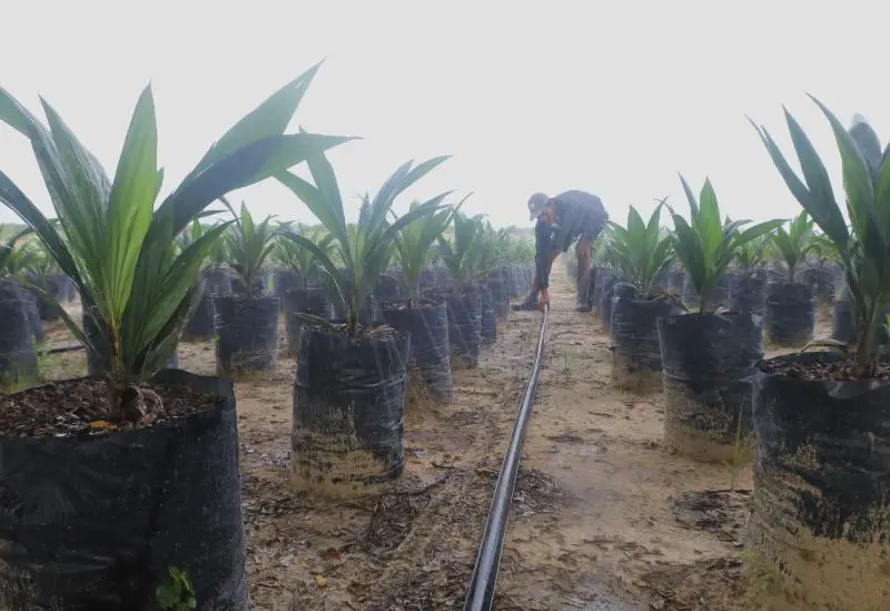 Menyambangi Perkebunan...