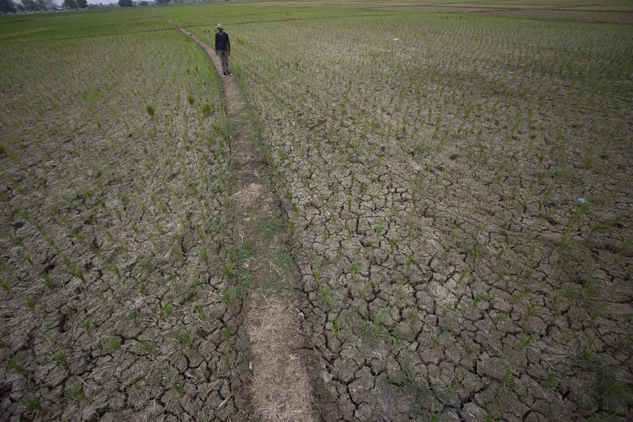 Sawah Mengering di Indramayu,...
