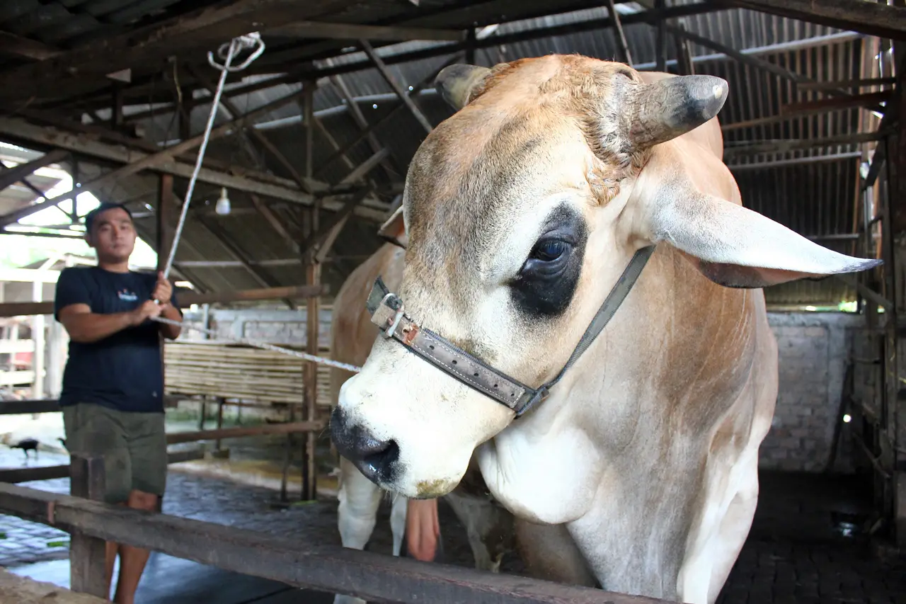 Sapi Kurban Terberat...