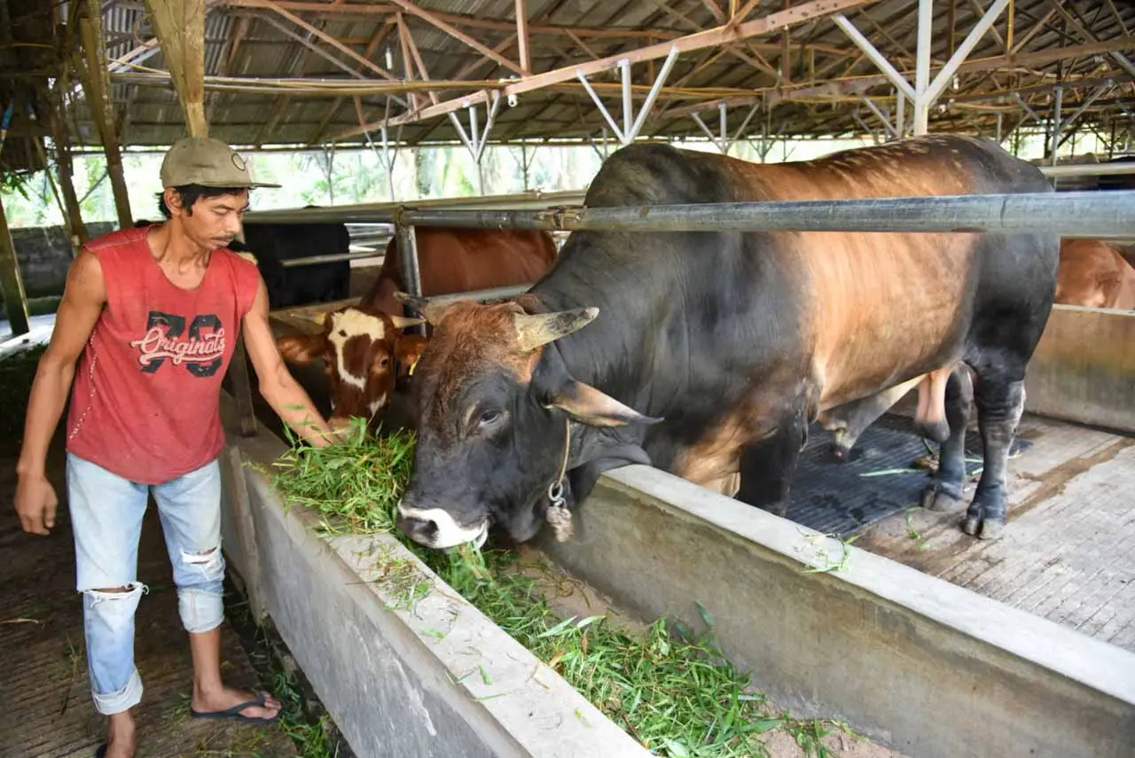 Berbobot 1 Ton, Sapi...