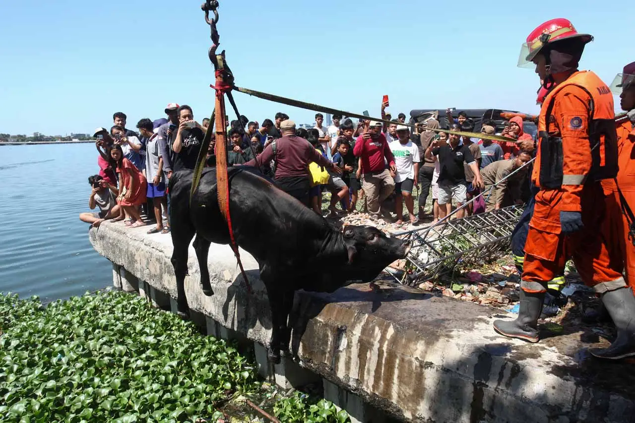 Sapi Kurban di Surabaya...