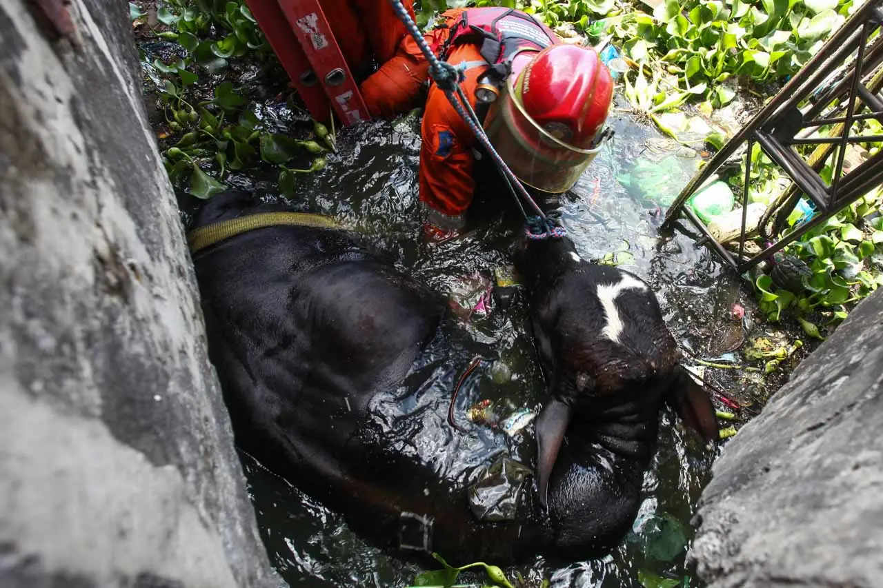 Sapi Kurban di Surabaya...