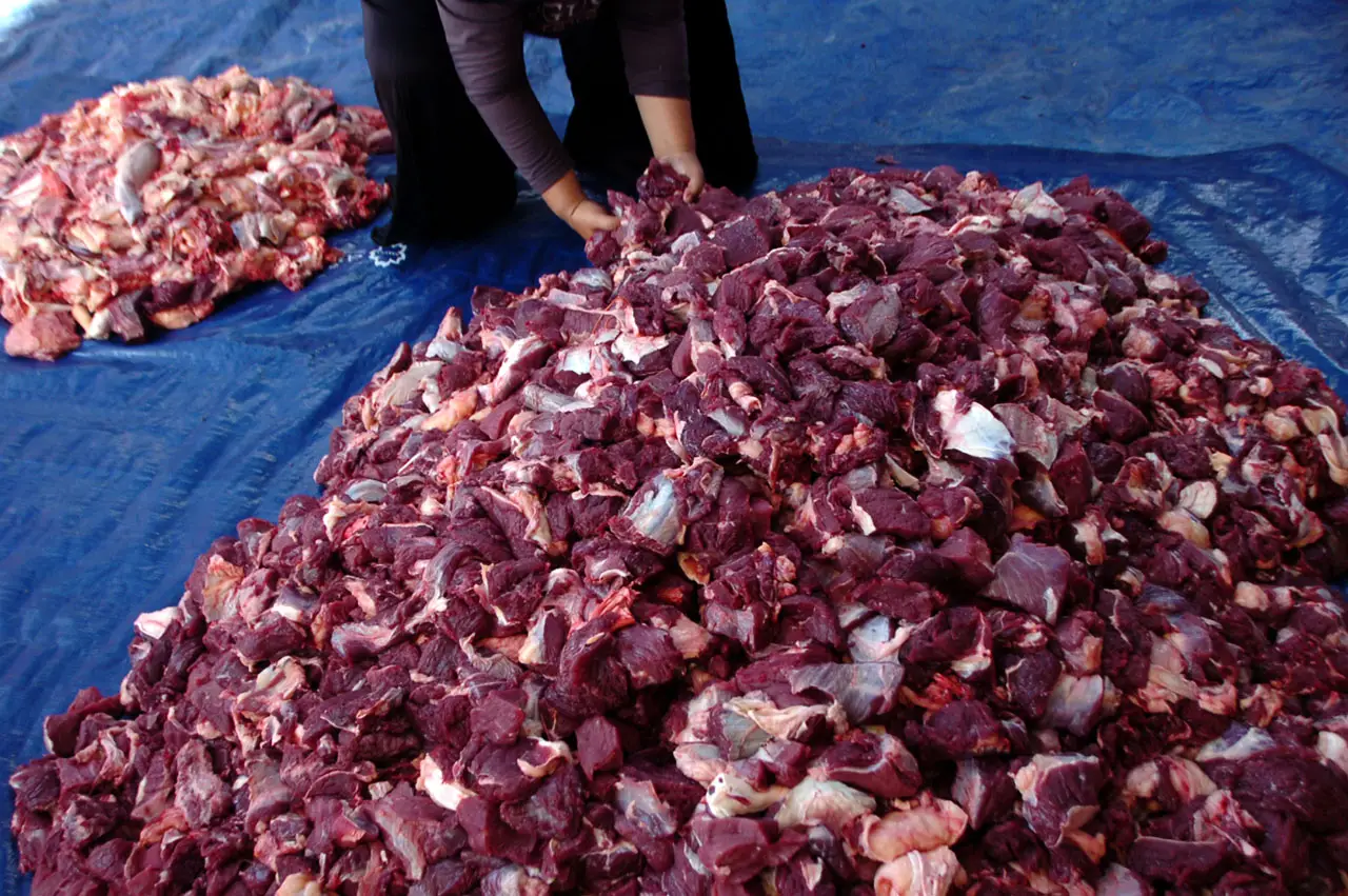 Sapi Kurban Terbesar...
