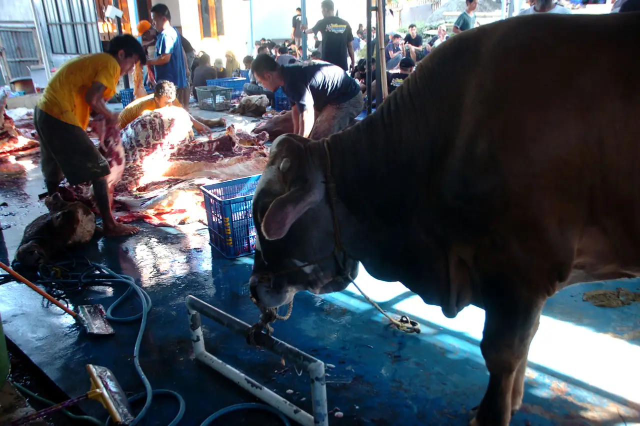 Sapi Kurban Terbesar...