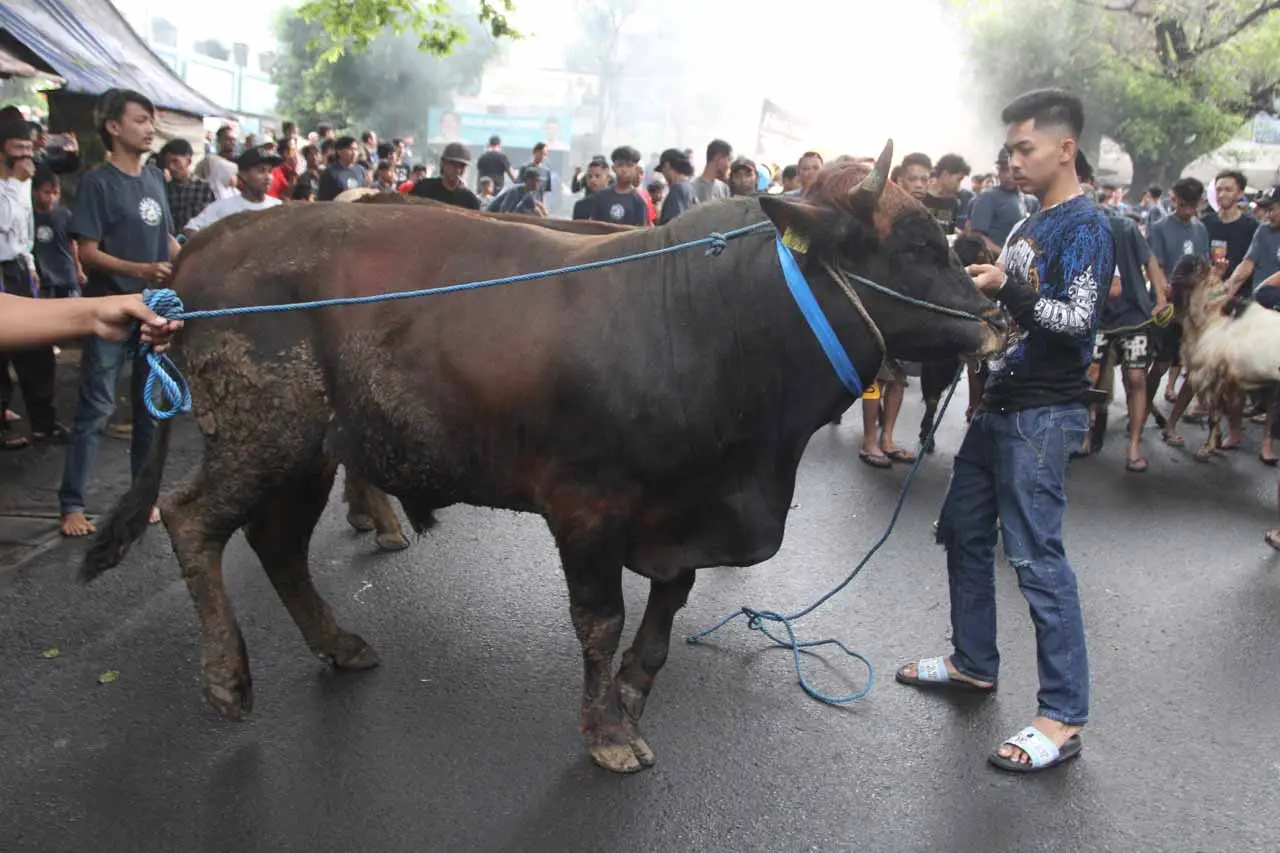 Tradisi Pawai Hewan...