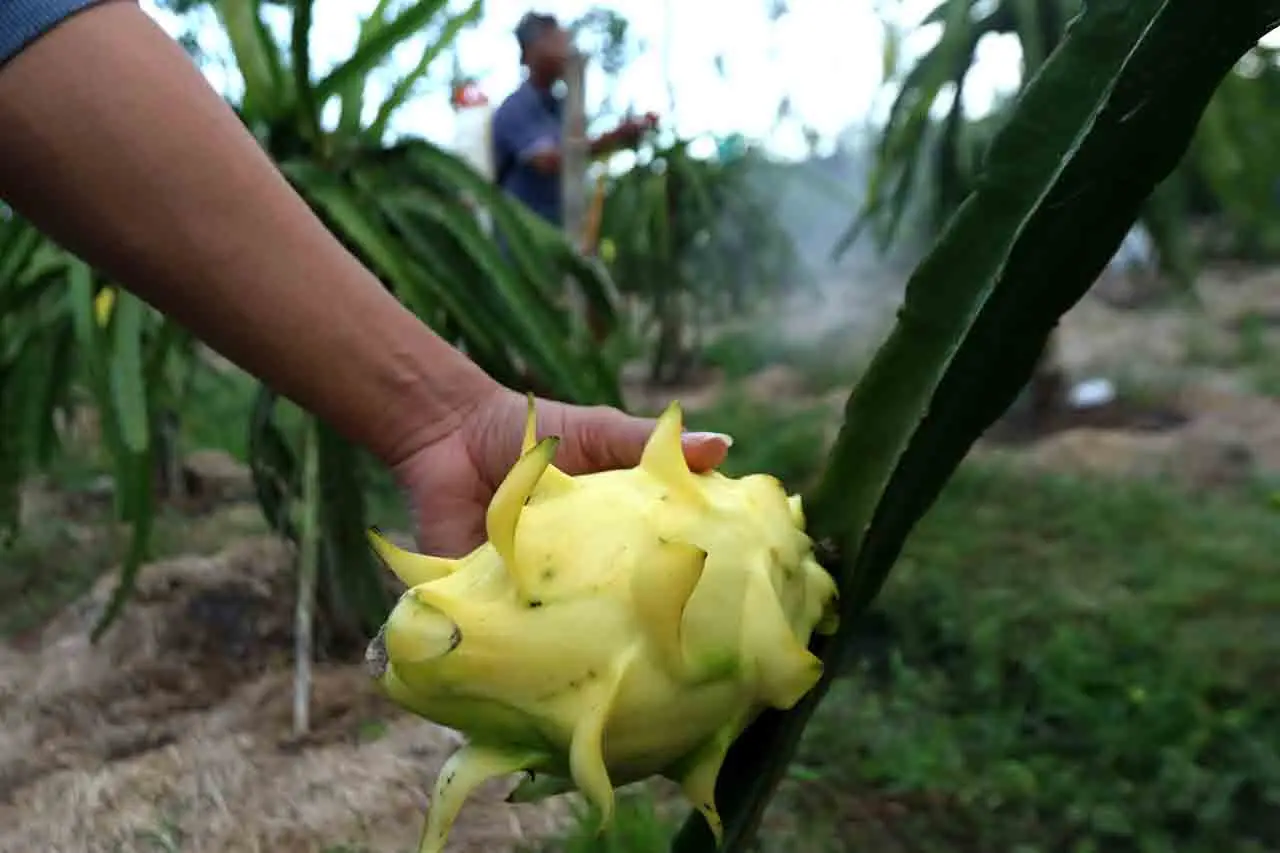 Budi Daya Buah Naga...