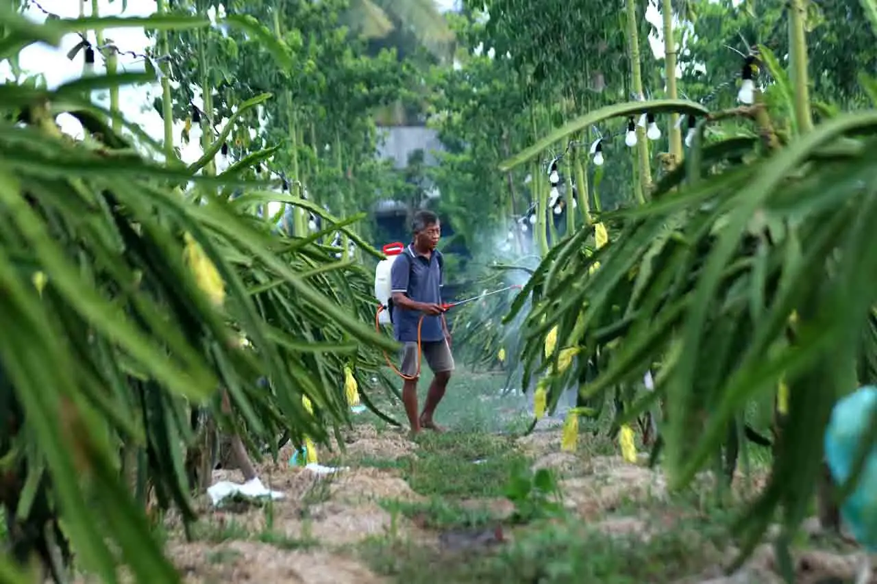 Budi Daya Buah Naga...