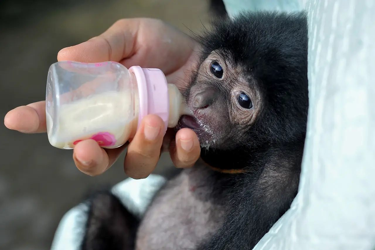 Perawatan Bayi Siamang...
