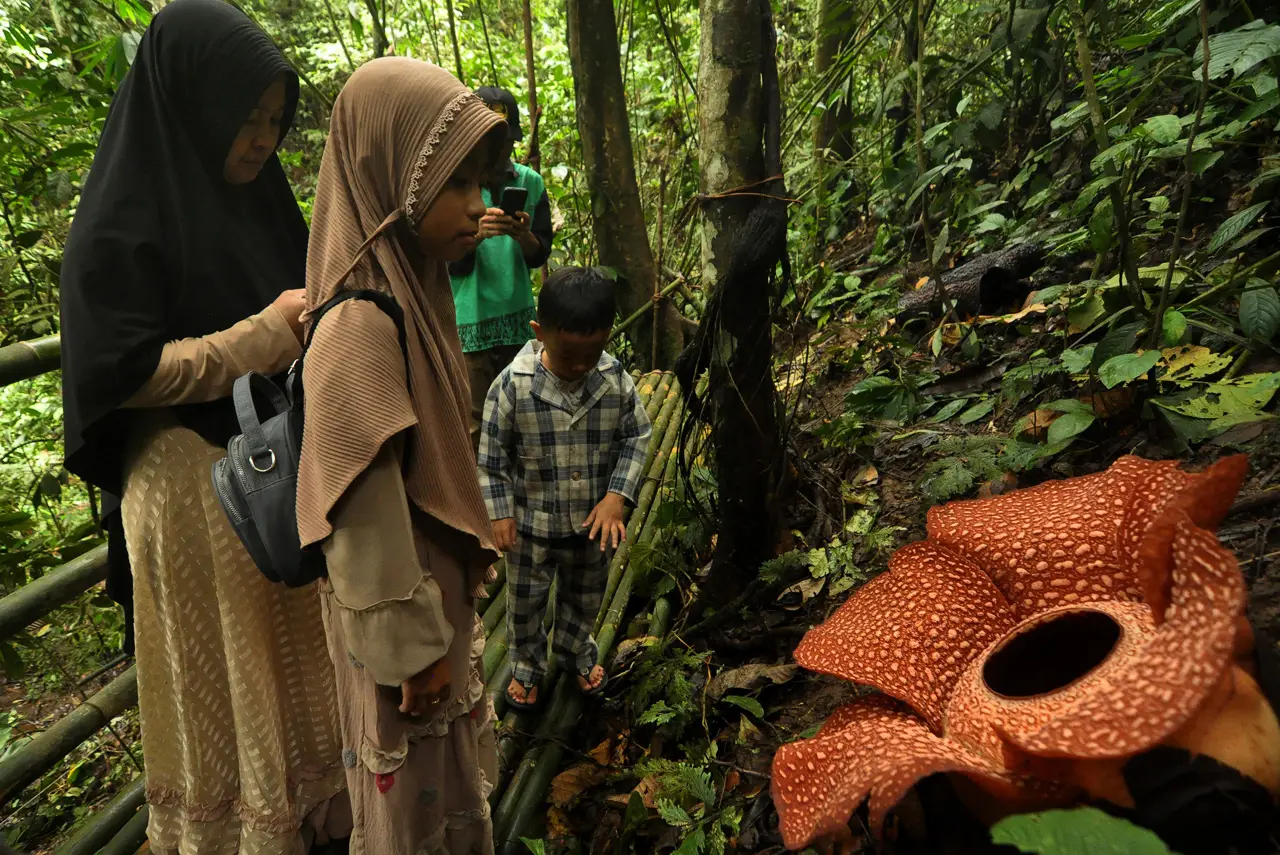 Cantiknya, Bunga Rafflesia...
