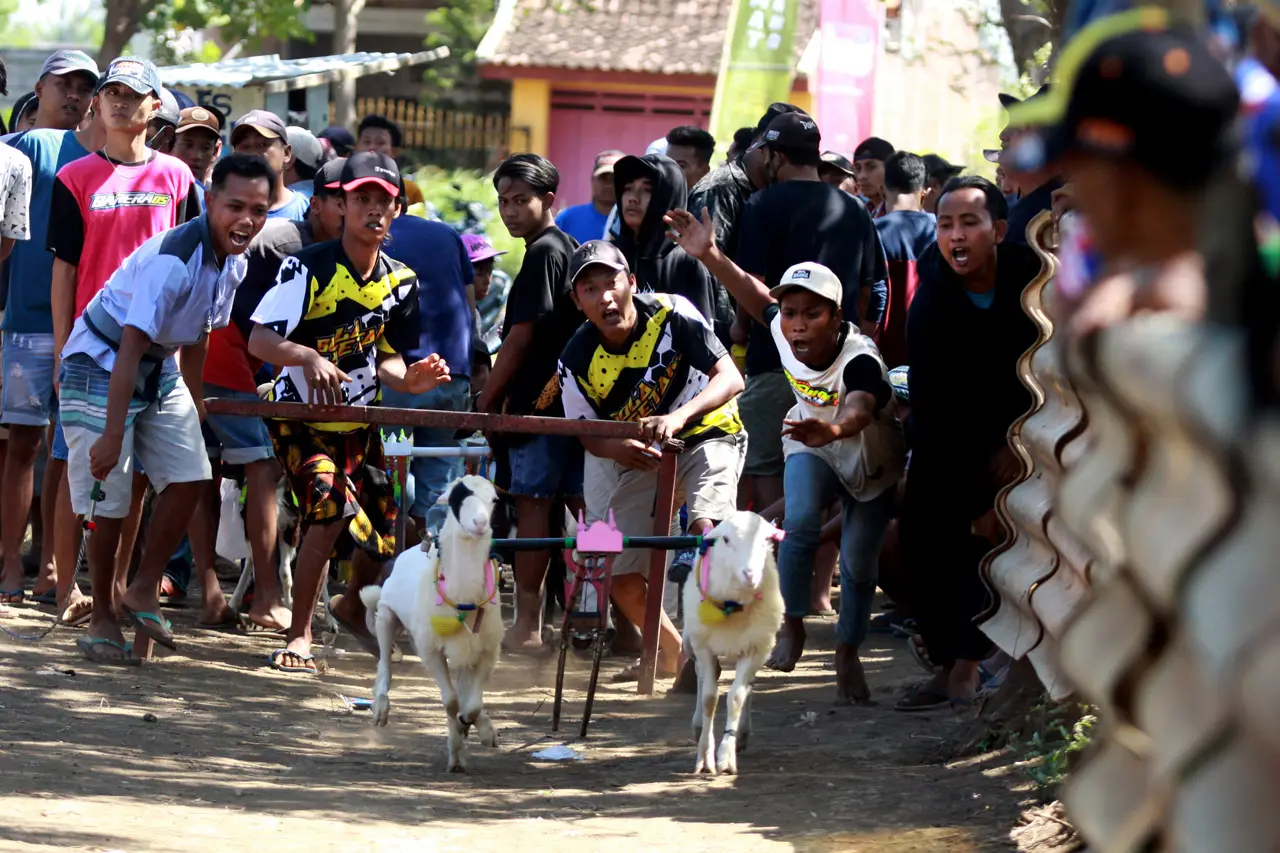 Unik, Ada Karapan kambing...