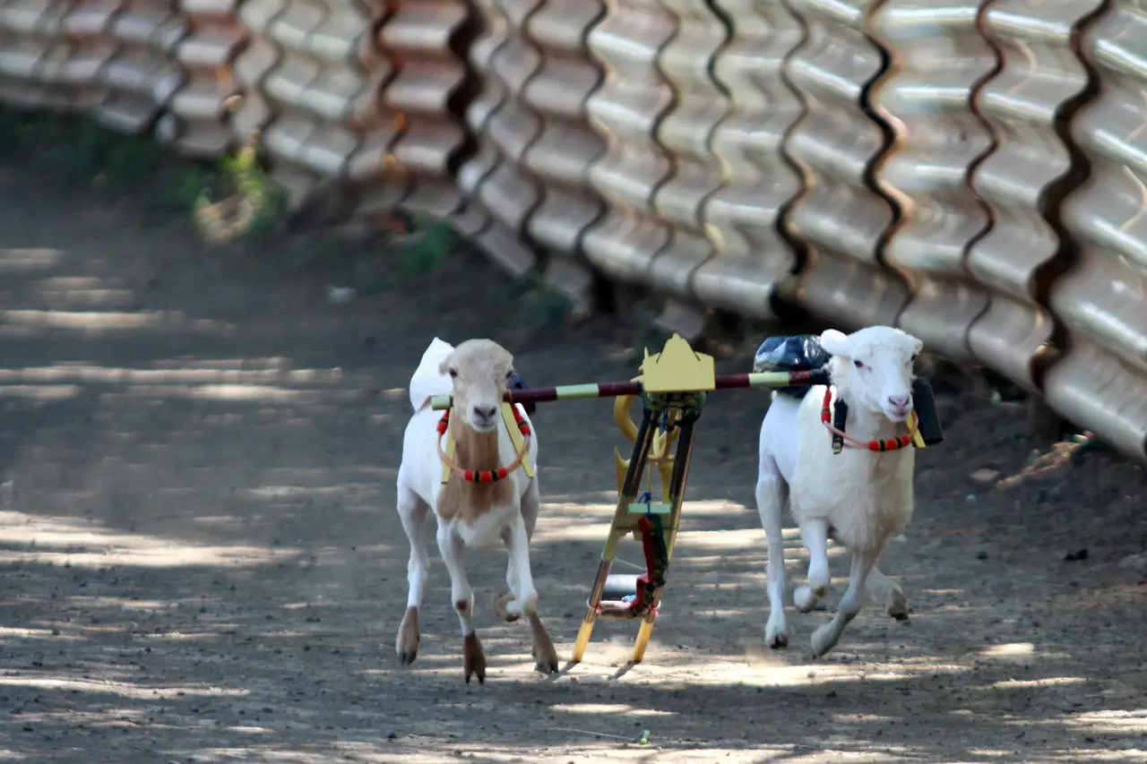 Unik, Ada Karapan kambing...