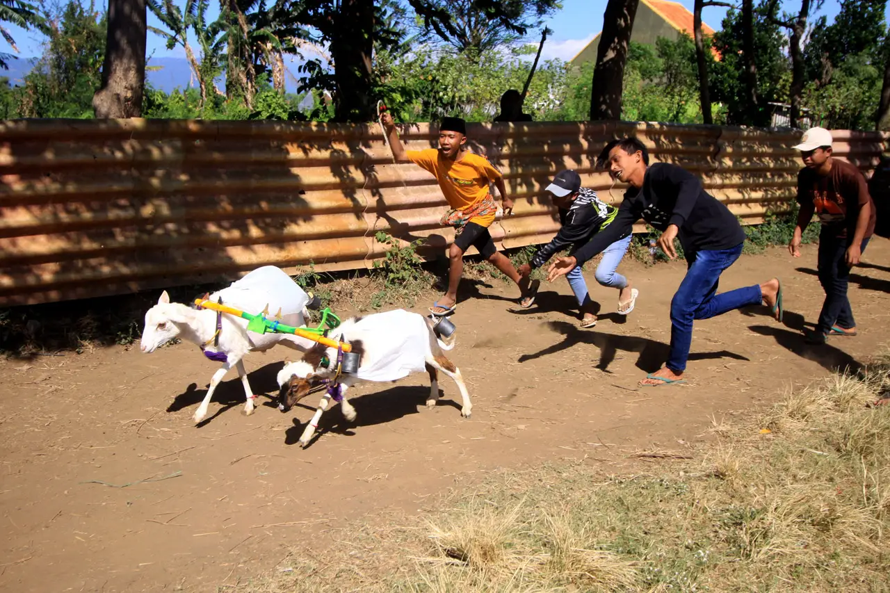 Unik, Ada Karapan kambing...