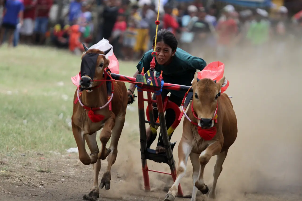 Adu Cepat Karapan Sapi...