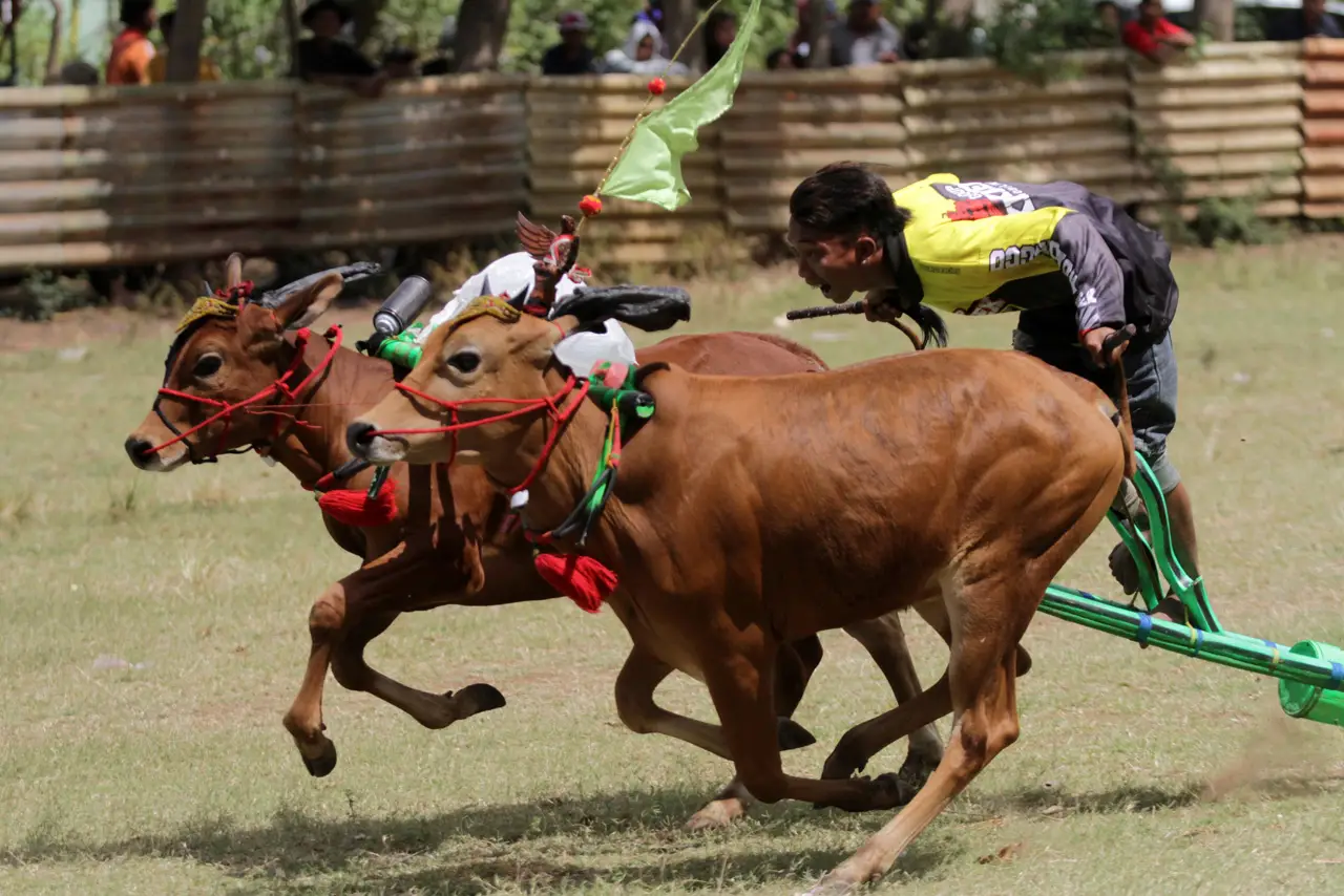 Adu Cepat Karapan Sapi...