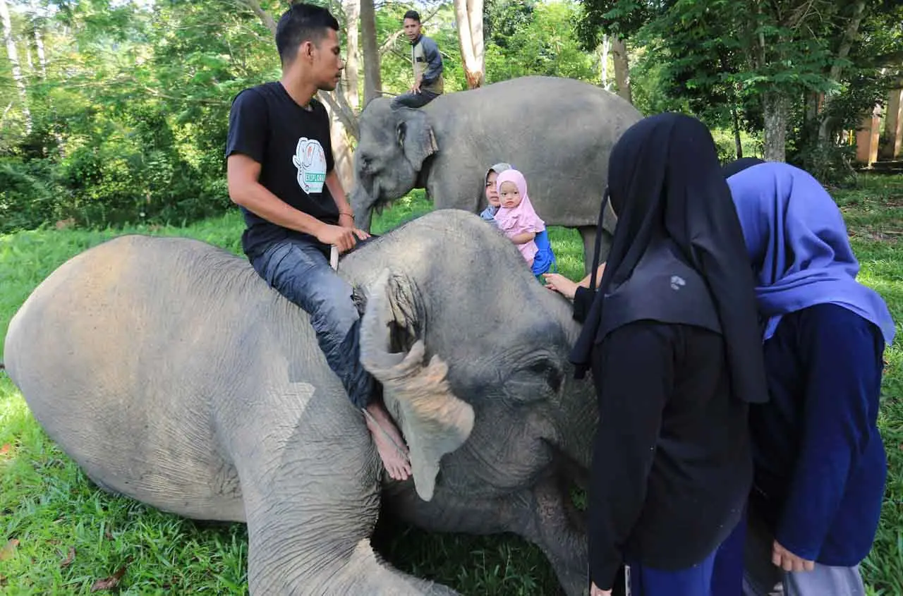 Bermain dengan Gajah...