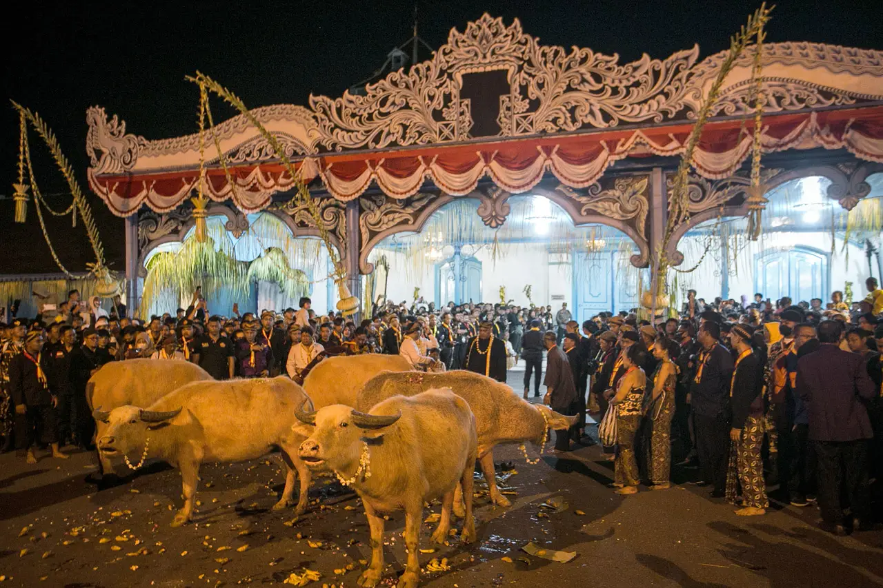 Penampakan Kerbau Bule...