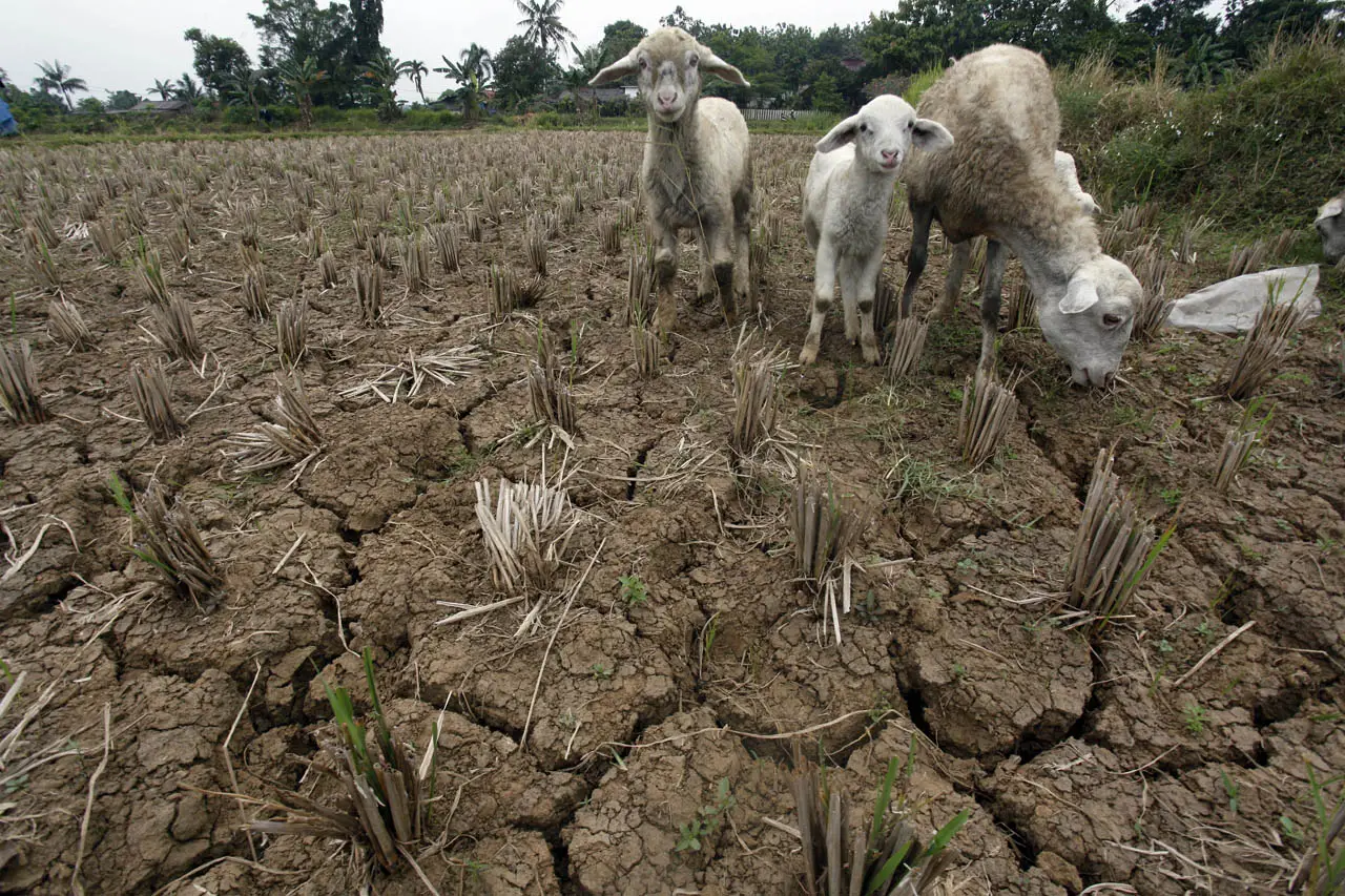 Terdampak El Nino, Sawah...