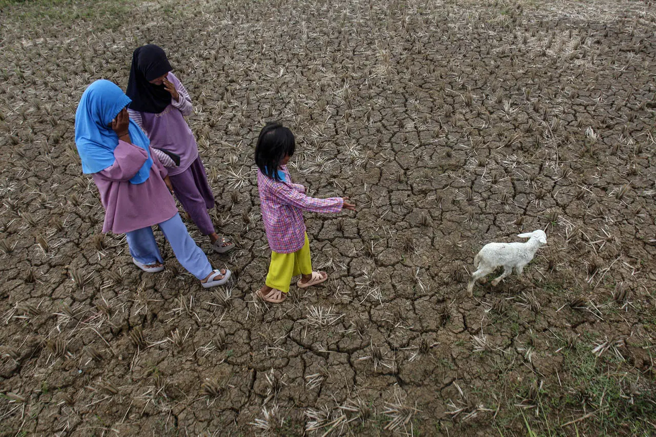 Terdampak El Nino, Sawah...