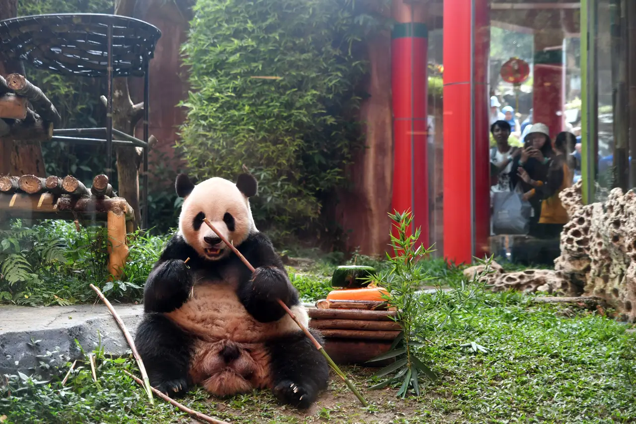 Giant Panda Cai Tao...